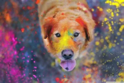 color dog