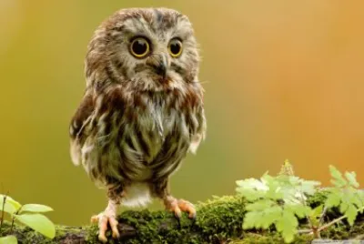 owl