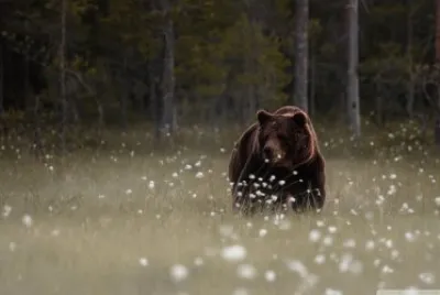 bear