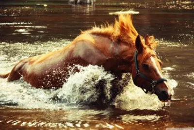 horse