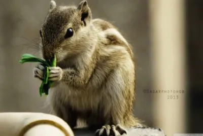 squirrel jigsaw puzzle