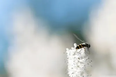 bee jigsaw puzzle