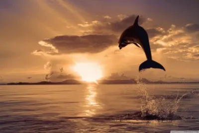 dolphin