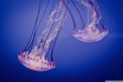 jellyfish