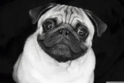dog b w
