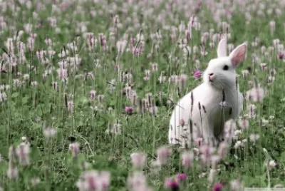 rabbit
