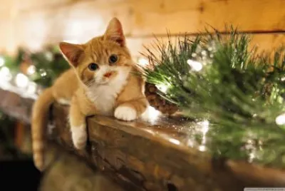christmas cat
