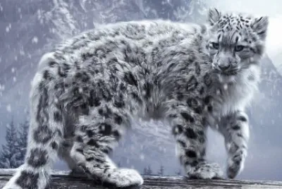 leopard