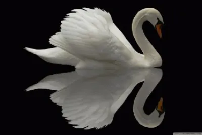 swan