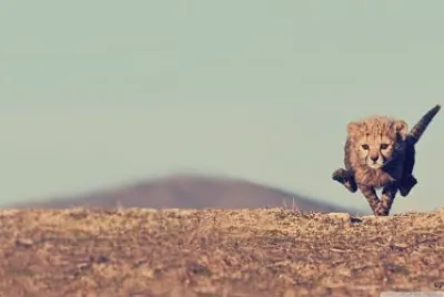 cheetah
