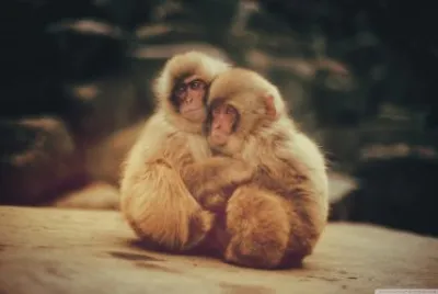 baby monkeys