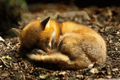 fox