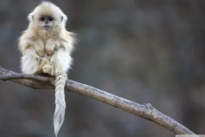 monkey