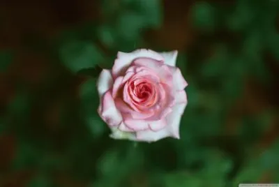 pink rose