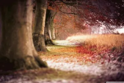 forest