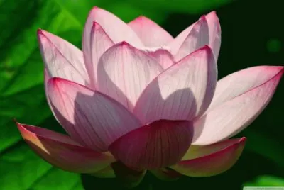 lotus flower