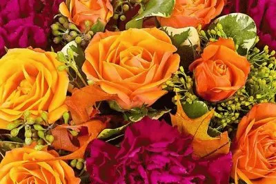 Amazing Roses