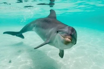 delfin jigsaw puzzle
