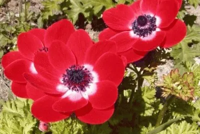 anemone