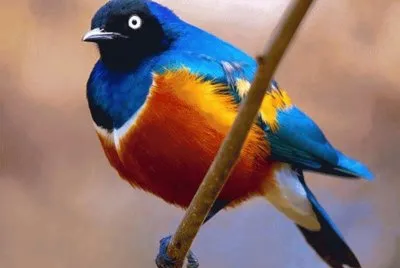 beautiful bird 2