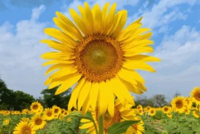 tournesol