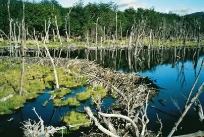 Castorera en Tierra del Fuego. Argentina