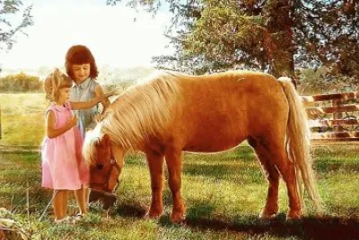 cavalo jigsaw puzzle