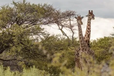 PN Etosha. Namibia jigsaw puzzle