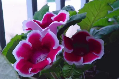 gloxinia jigsaw puzzle