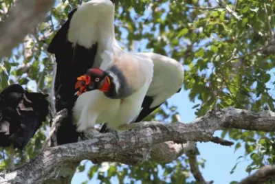 Urubu Rei jigsaw puzzle