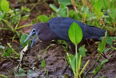 Garça Azul jigsaw puzzle