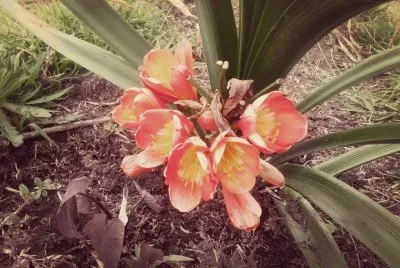 OrquÃ­dea jigsaw puzzle