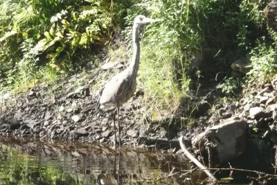 Heron in the river - don 't take my fish!