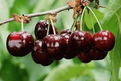 cerise