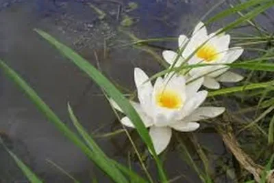 fleur