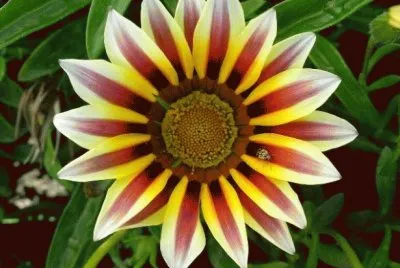 gazania