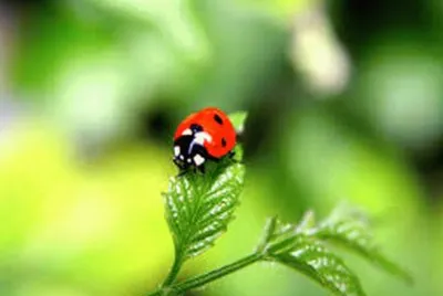 nature jigsaw puzzle