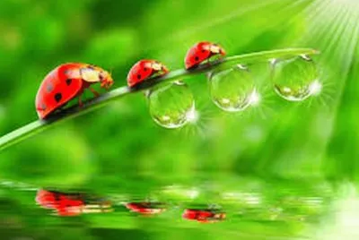 nature jigsaw puzzle