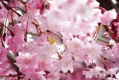 nature jigsaw puzzle