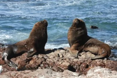 Lobos marinos en Puerto Deseado. Patagonia Argentina