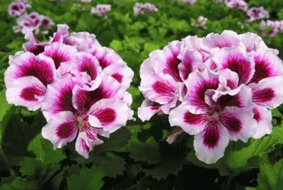 geranium