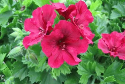 geranium