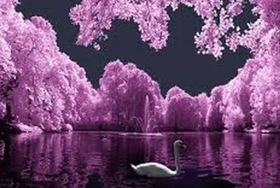 paysage