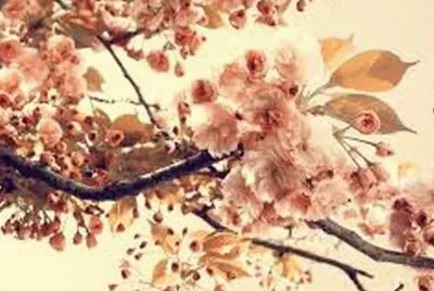paysage