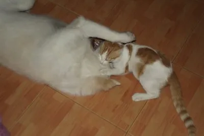 UHU