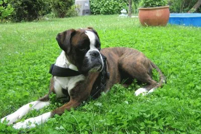 Boxer