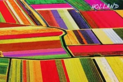 Dutch Tulip Fields