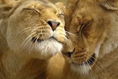 פאזל של amore