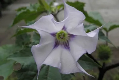 פאזל של datura