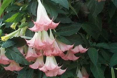 פאזל של datura